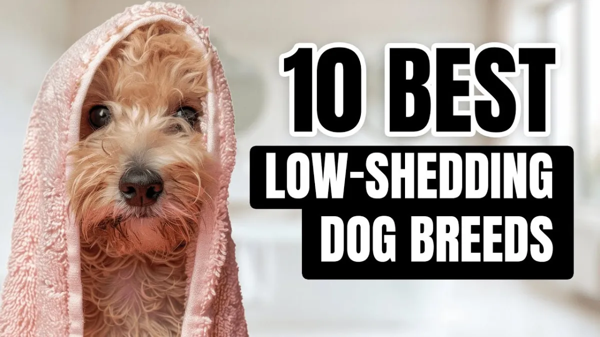 Top 7 Low-Shedding Toy Dog Breeds Perfect for Tidy Homes