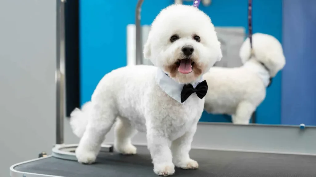 Top 7 Fluffy Dog Breeds That Require Frequent Grooming