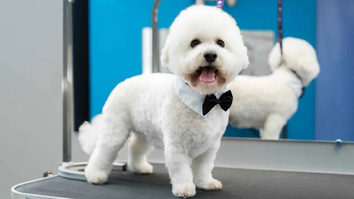 Top 7 Fluffy Dog Breeds That Require Frequent Grooming