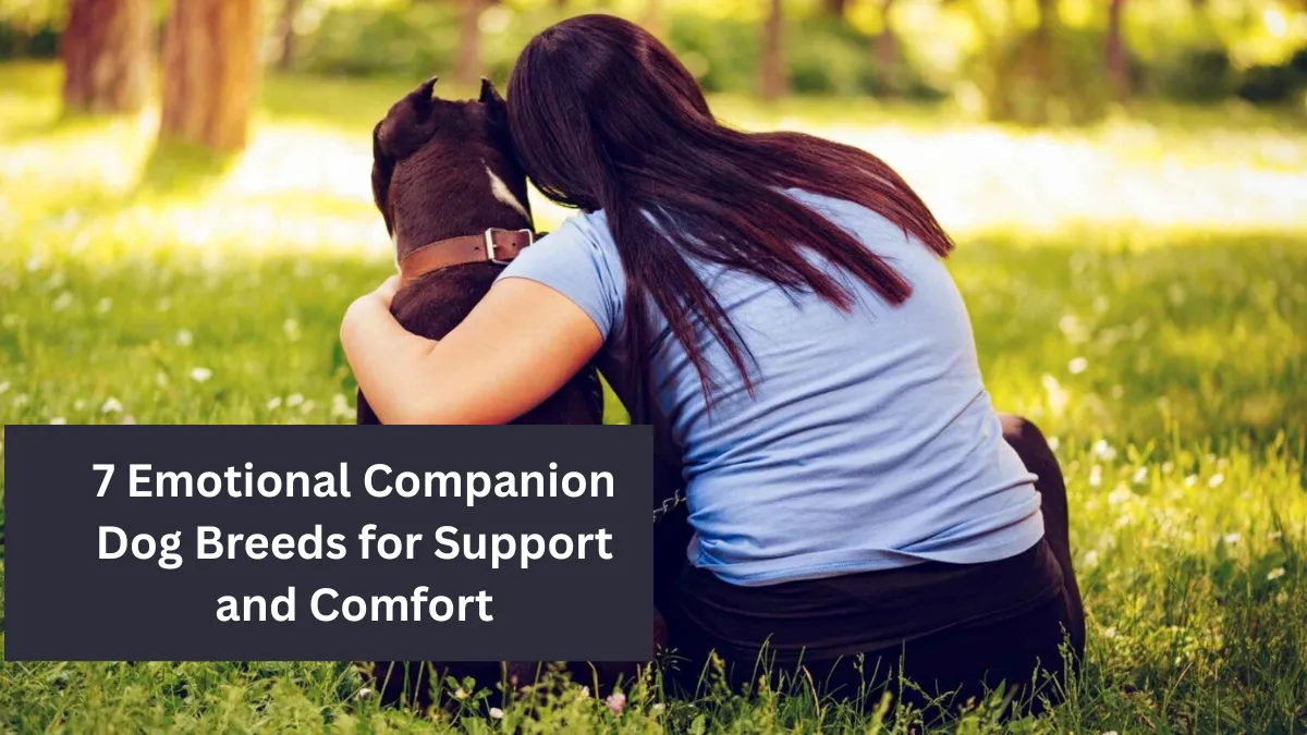 7 Emotional Companion Dog Breeds for Support and Comfort