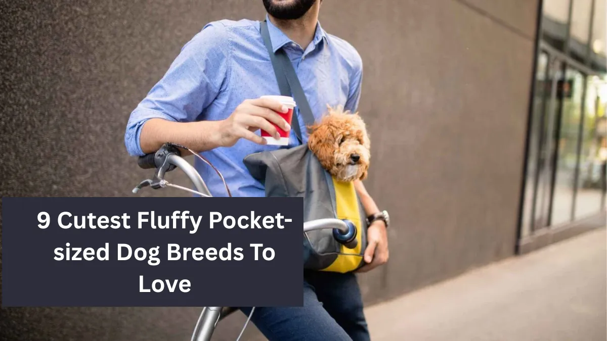 9 Cutest Fluffy Pocket-sized Dog Breeds To Love