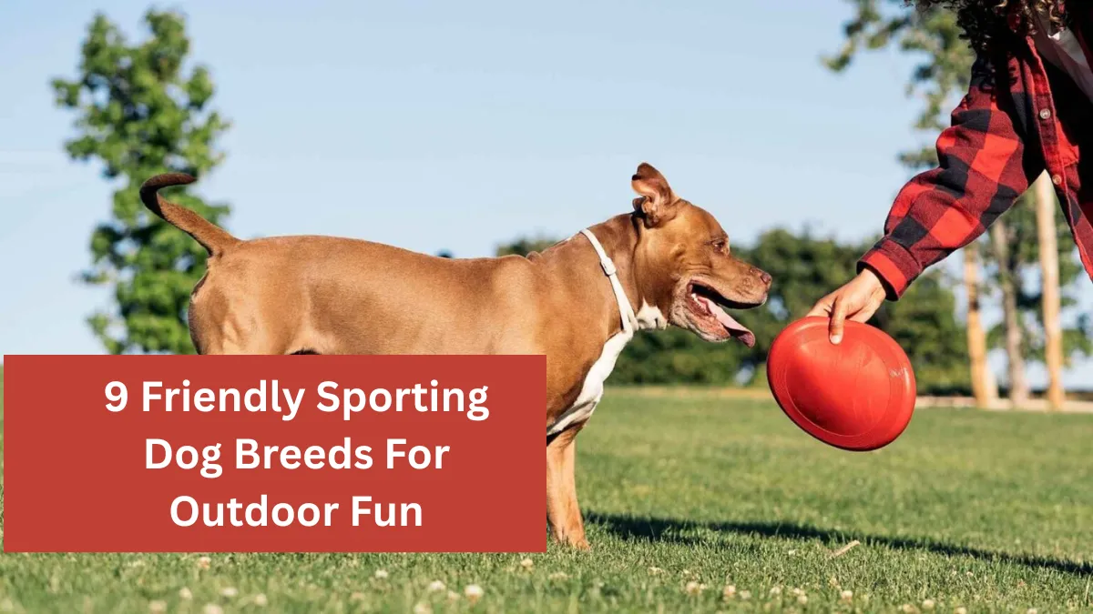 9 Friendly Sporting Dog Breeds For Outdoor Fun