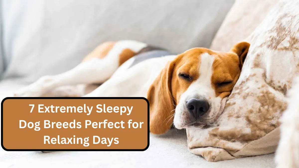 7 Extremely Sleepy Dog Breeds Perfect for Relaxing Days