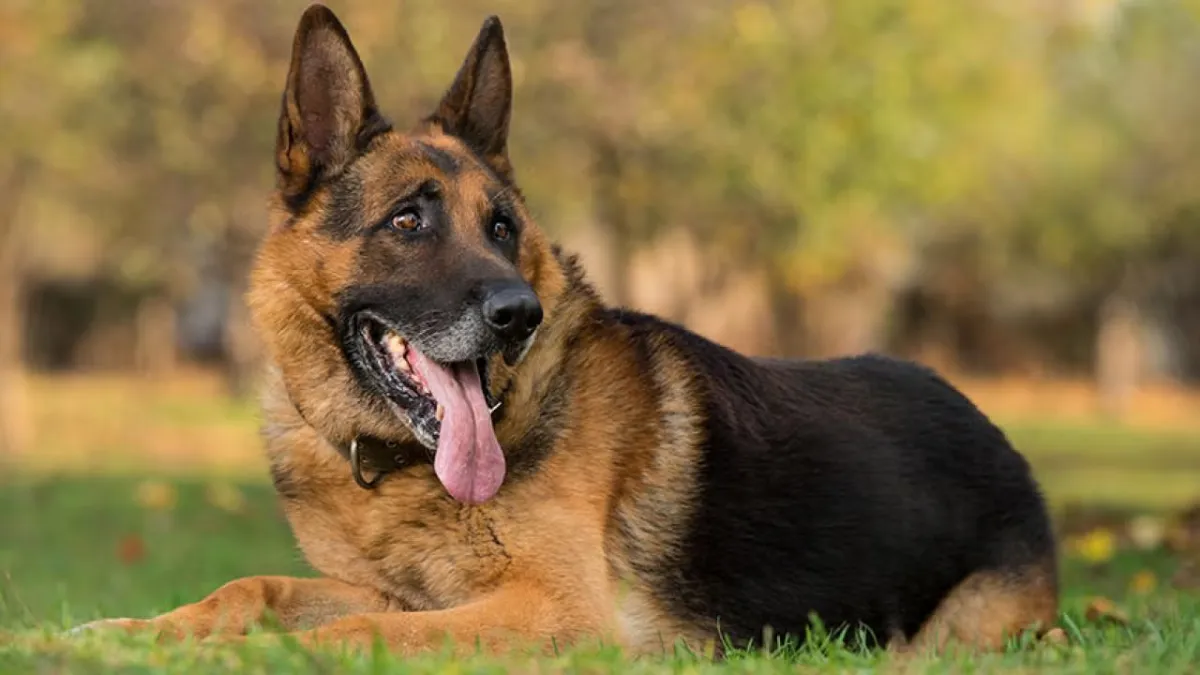 9 Dog Breeds That Should Be Neutered Later