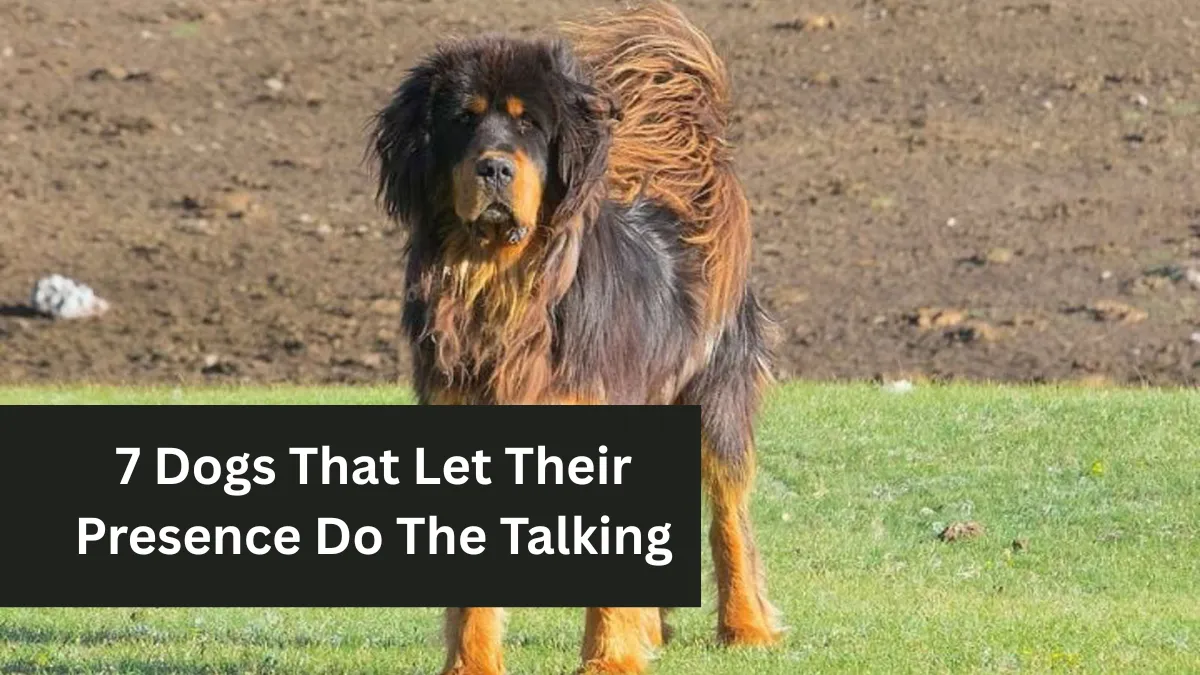 7 Dogs That Let Their Presence Do The Talking
