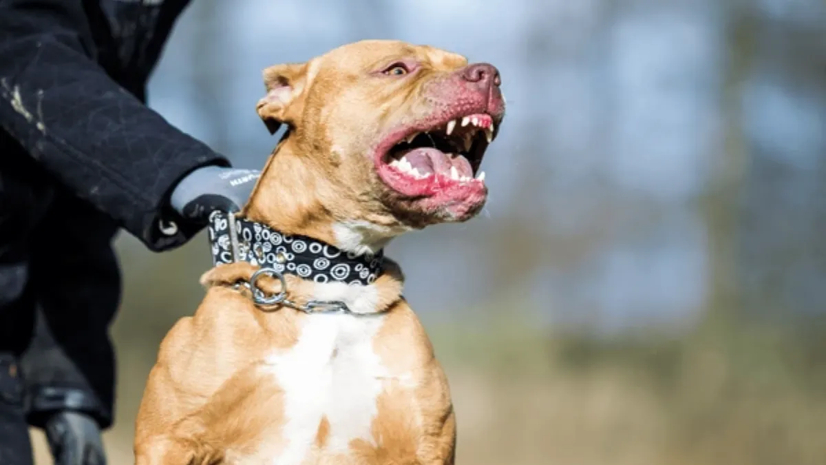 5 Dog Breeds That Cannot Be Kept as Pets