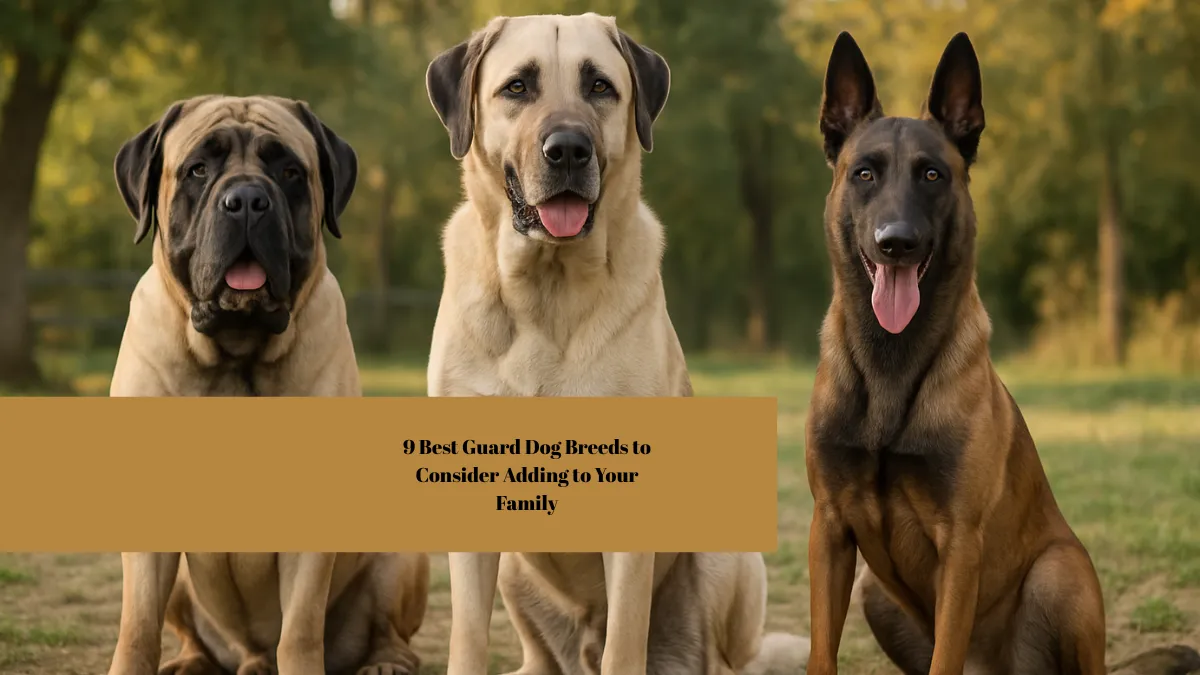 9 Best Guard Dog Breeds to Consider Adding to Your Family