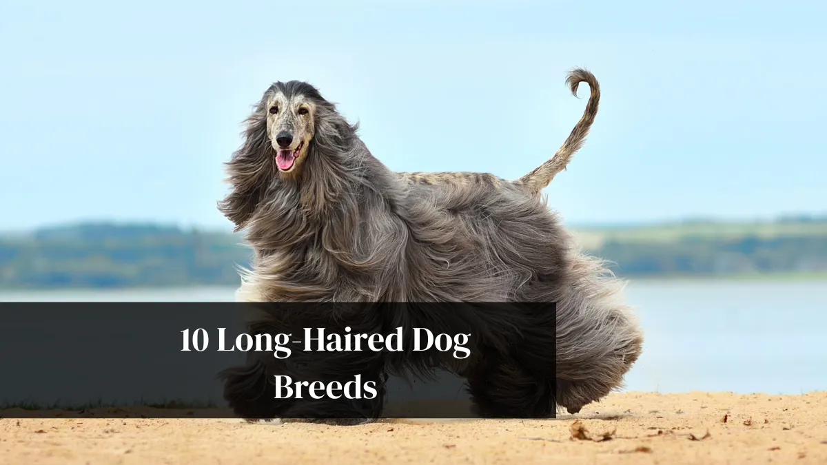 10 Long-Haired Dog Breeds