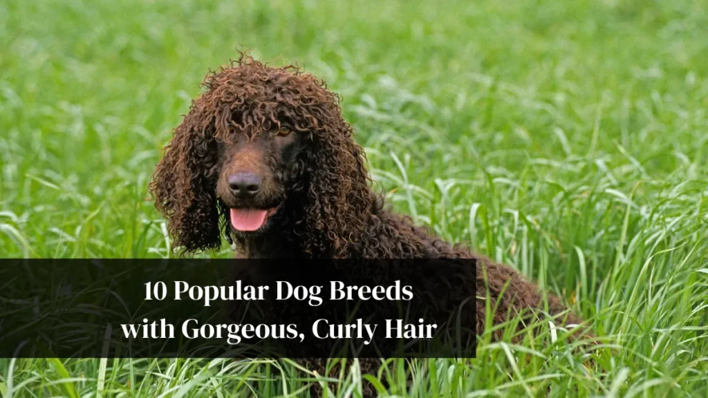 10 Popular Dog Breeds with Gorgeous, Curly Hair