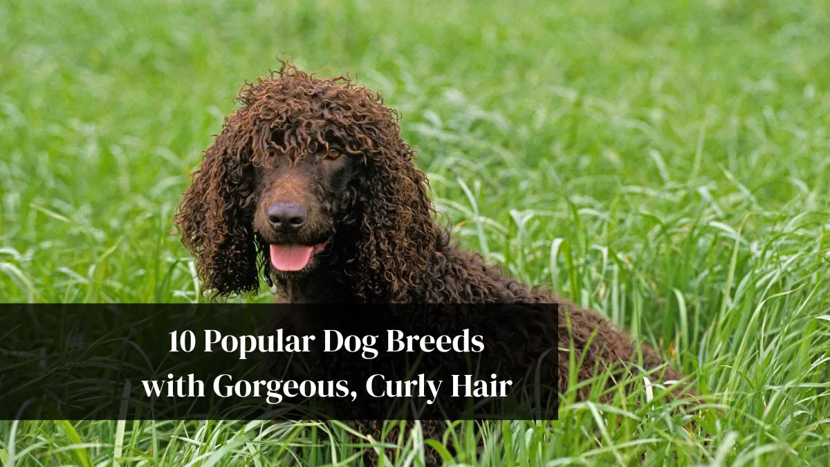 10 Popular Dog Breeds with Gorgeous, Curly Hair