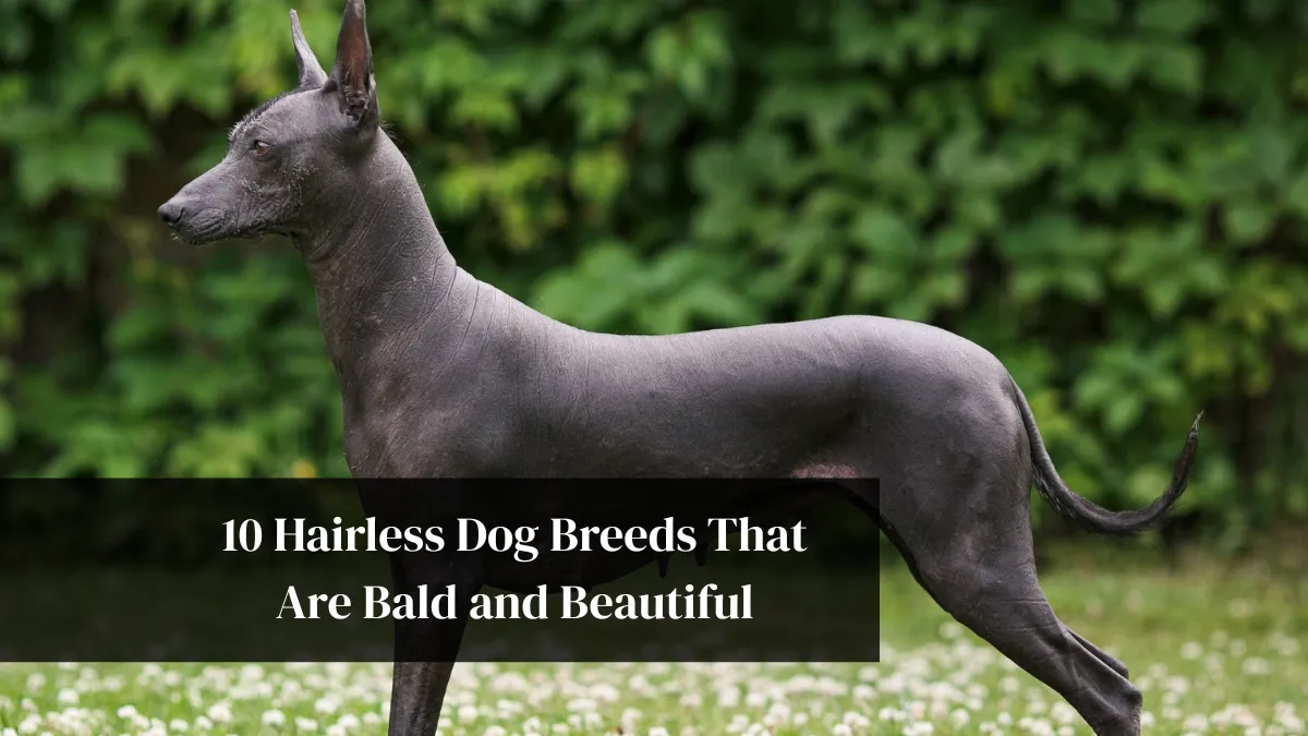 10 Hairless Dog Breeds That Are Bald and Beautiful