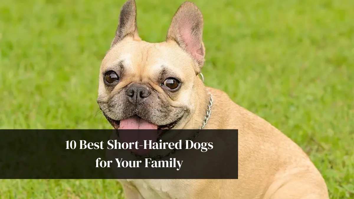 10 Best Short-Haired Dogs for Your Family